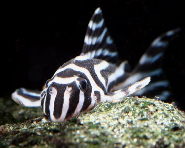 Plecos & L Numbers - Fallen Apple