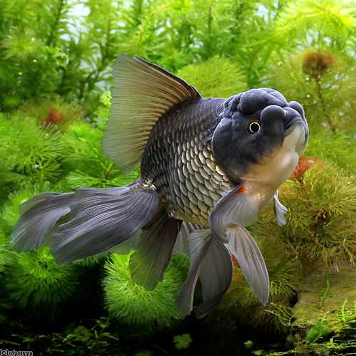 π Sold in packs of 3 - Dark Oranda Goldfish - 2-2.5" - Free FedEX Overnight Shipping