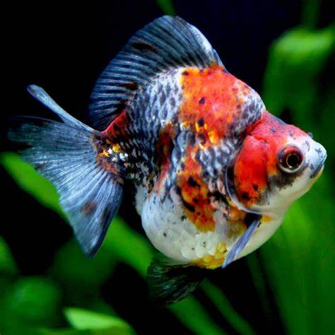 π Sold in packs of 2 - Calico Ryukin Goldfish - 3" - Free FedEX Overnight Shipping