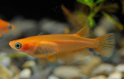 π Sold in packs of 6 - Orange Medaka Ricefish - Free FedEX Overnight Shipping
