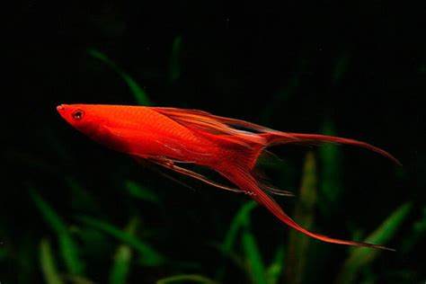 π Sold in packs of 4 - Assorted Double Swordtail - Free FedEX Overnight Shipping