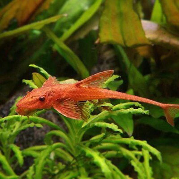 π Sold in packs of 2 - Red Lizard Whiptail Catfish - Free FedEX Overnight Shipping