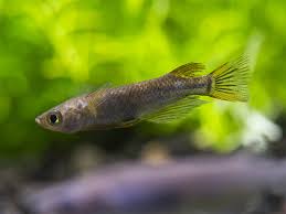π Sold in packs of 6 - Black/Midnight Medaka Ricefish - Free FedEX Overnight Shipping