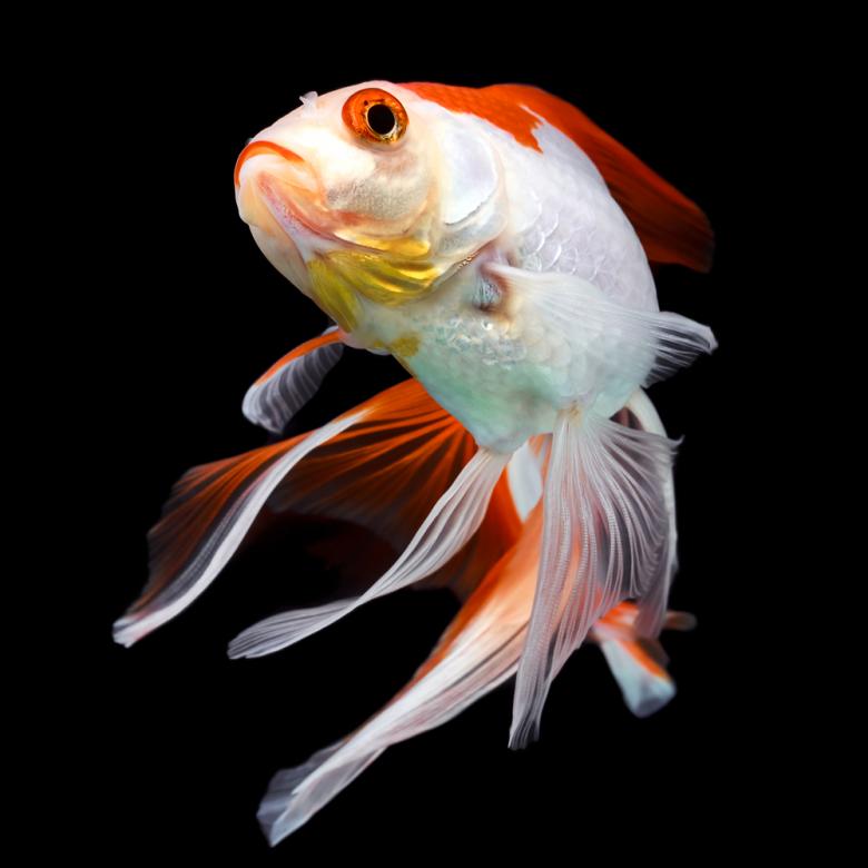 π Sold in packs of 3 - Assorted Butterfly Tail Goldfish - 2-2.5" - Free FedEX Overnight Shipping