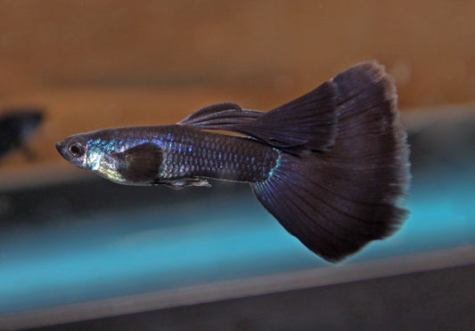 🐠 Sold in packs of 8 - Black Moscow Guppy Males - Free FedEX Overnight Shipping