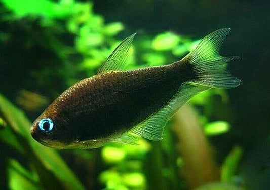 🐠 Sold in packs of 8 - Black Emperor Tetra - Free FedEX Overnight Shipping