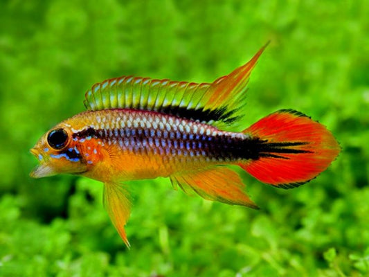 🐠 Sold in packs of 2 - Apistogramma Agassizi Gold Red - Free FedEX Overnight Shipping