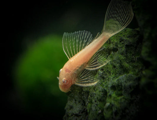 🐠 Sold in packs of 3 - Albino Longfin Bushy nose Pleco (1.0"-1.25") - Free FedEX Overnight Shipping