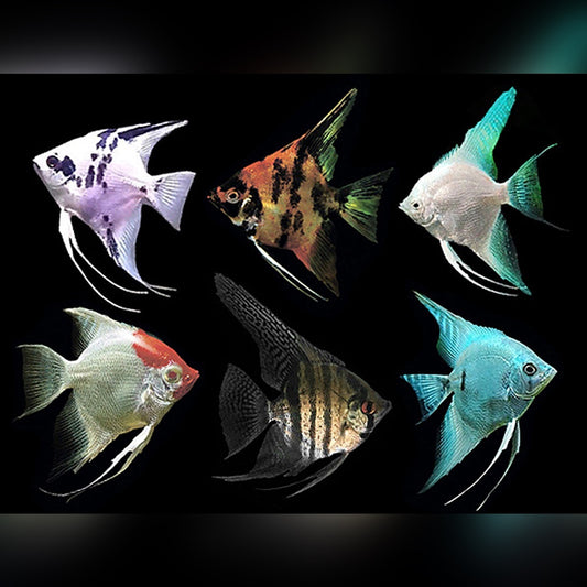 🐠 Sold in packs of 2 - Assorted Angel Size ML - Free FedEX Overnight Shipping