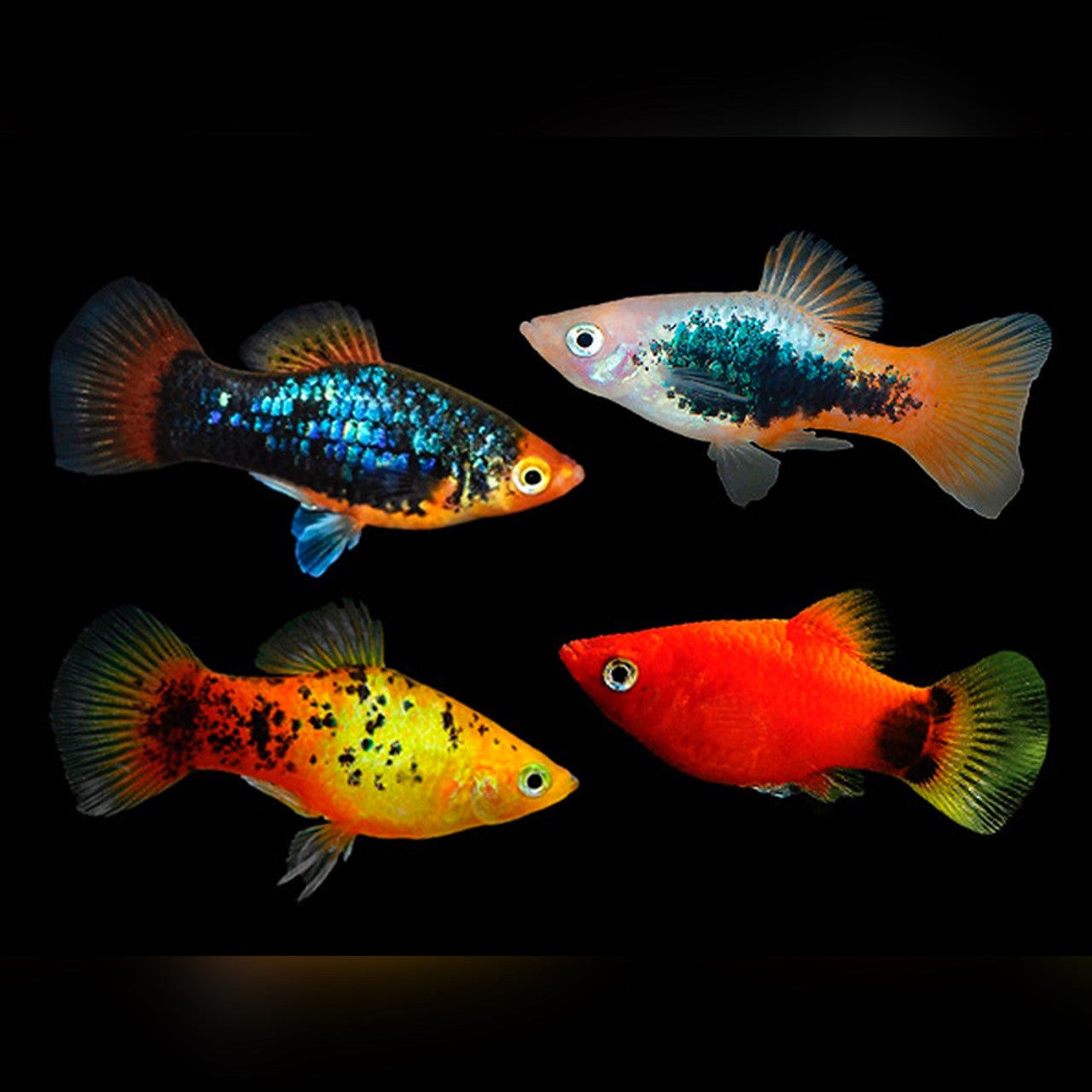 🐠 Sold in packs of 7 - Assorted Platy - Free FedEX Overnight Shipping