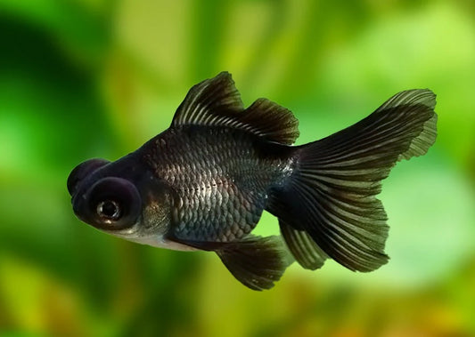 🐠 Sold in packs of 4 - Black Moor Goldfish - 2-2.5" - Free FedEX Overnight Shipping