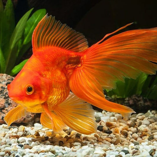 🐠 Sold in packs of 1 - Red Butterfly Tail Goldfish - 4-4.5" - Free FedEX Overnight Shipping