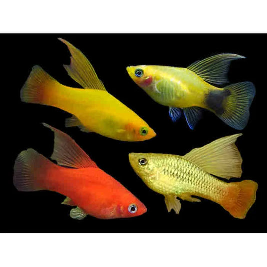 🐠 Sold in packs of 7 - Assorted Hifin Platy - Free FedEX Overnight Shipping