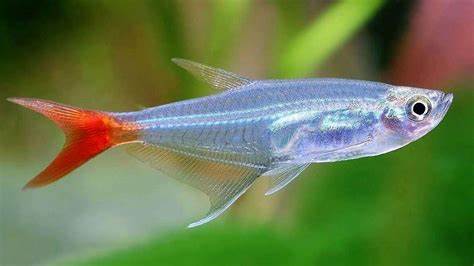 🐠 Sold in packs of 8 - Glass Bloodfin Tetra - Free FedEX Overnight Shipping