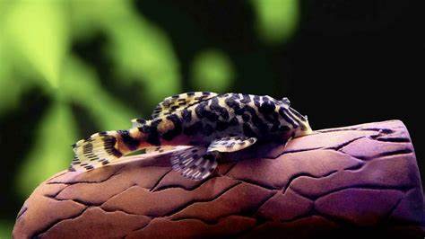 🐠 Sold in packs of 1 - L134 Leopard Frog Pleco - Free FedEX Overnight Shipping