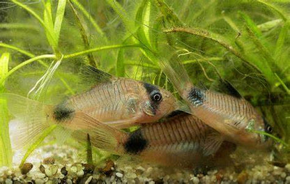 🐠 Community Bundle - Free FedEX Overnight Shipping