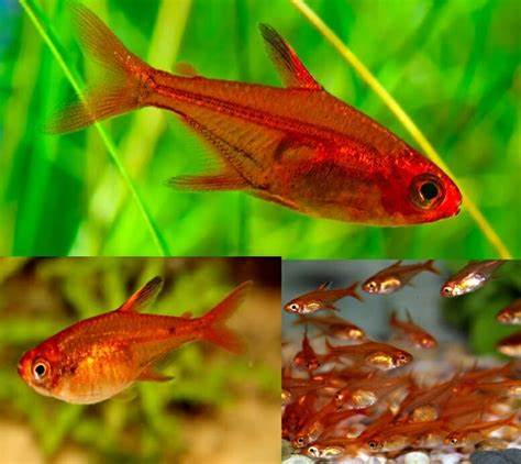 🐠 Community Bundle - Free FedEX Overnight Shipping