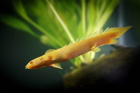 🐠 Sold in packs of 2 - Albino Bichir - Free FedEX Overnight Shipping