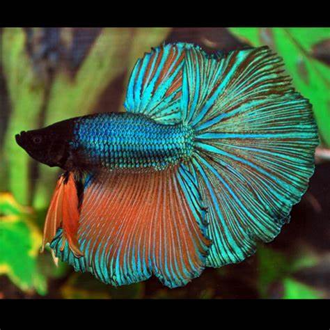 🐠 Sold in packs of 1 - Half Moon Betta Male - Free FedEX Overnight Shipping