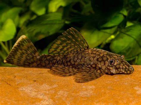 🐠 Sold in packs of 1 - L519 Honeycomb Bristlenose Pleco (Size Small) - Free FedEX Overnight Shipping