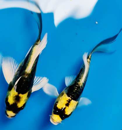 🐠 Sold in packs of 1 - Mayan Butterfly Koi (4-5 inch) - Free FedEX Overnight Shipping