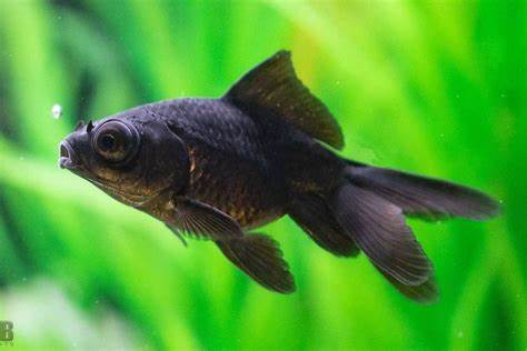 🐠 Sold in packs of 1 - Black Moor Goldfish - 3.75" - Free FedEX Overnight Shipping
