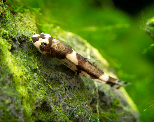 🐠 Sold in packs of 2 - Panda Loach - Free FedEX Overnight Shipping