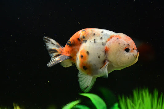 🐠 Sold in packs of 1 - Calico Ranchu Goldfish - 3" - Free FedEX Overnight Shipping