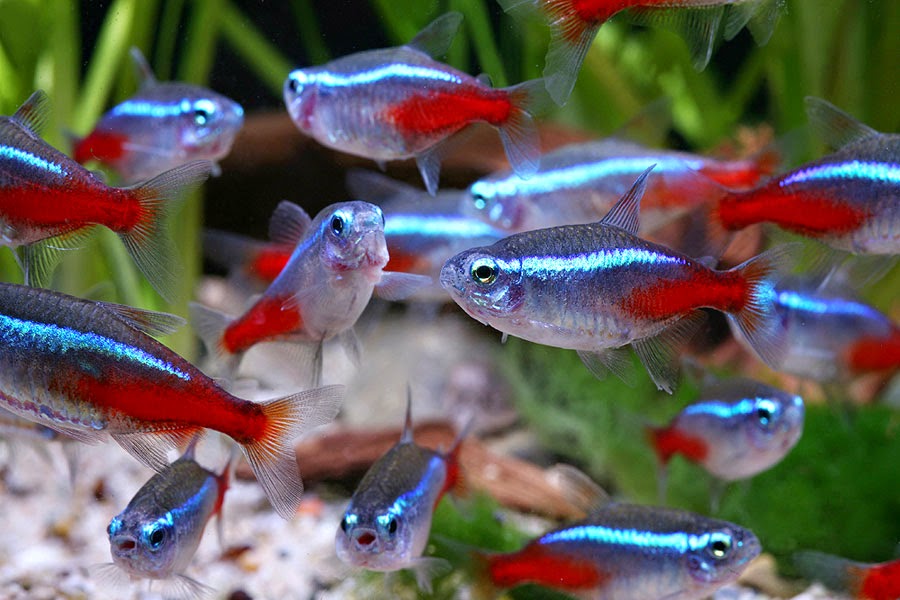 🐠 Community Bundle - Free FedEX Overnight Shipping