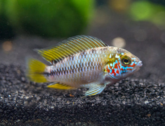 🐠 Sold in packs of 2 - Apistogramma Borellii Opal - Free FedEX Overnight Shipping
