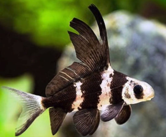 🐠 Sold in packs of 1 - High Fin Banded Shark / Loach - Free FedEX Overnight Shipping