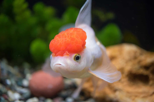 🐠 Sold in packs of 1 - Red Cap Oranda Goldfish - 5" - Free FedEX Overnight Shipping