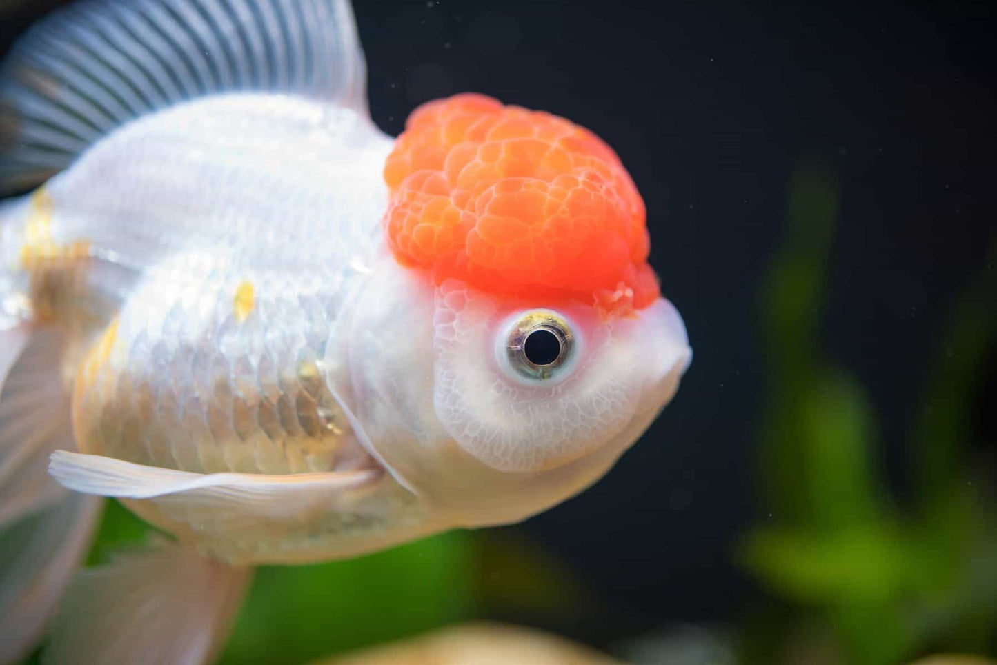 🐠 Sold in packs of 3 - Red Cap Oranda Goldfish - 2-2.5" - Free FedEX Overnight Shipping