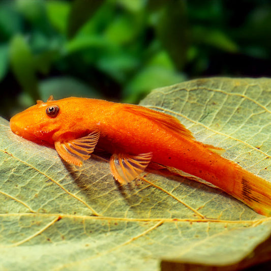 🐠 Sold in packs of 3 - Super Red Bushy Nose Pleco (1 inch) - Free FedEX Overnight Shipping