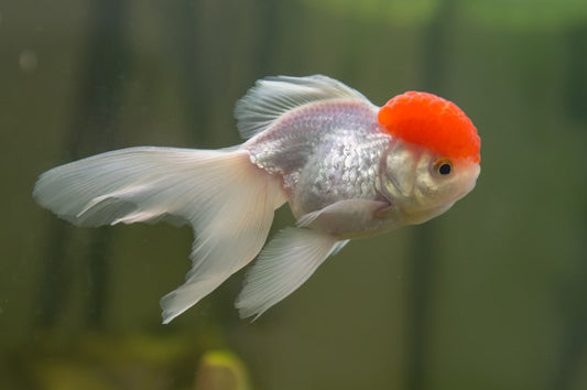 🐠 Sold in packs of 1 - Red Cap Oranda Goldfish - 3.75" - Free FedEX Overnight Shipping