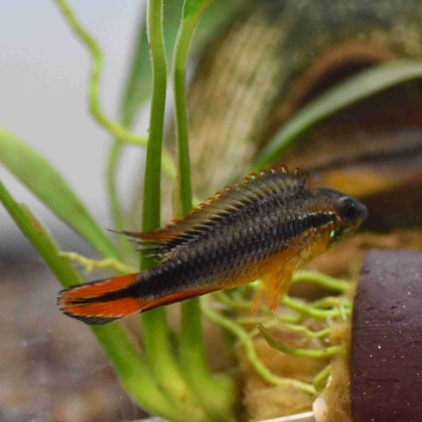 🐠 Sold in packs of 2 - Apistogramma Agassizi Double Red - Free FedEX Overnight Shipping