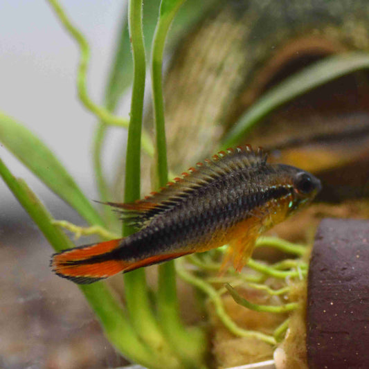 🐠 Sold in packs of 2 - Apistogramma Agassizi Double Red - Free FedEX Overnight Shipping