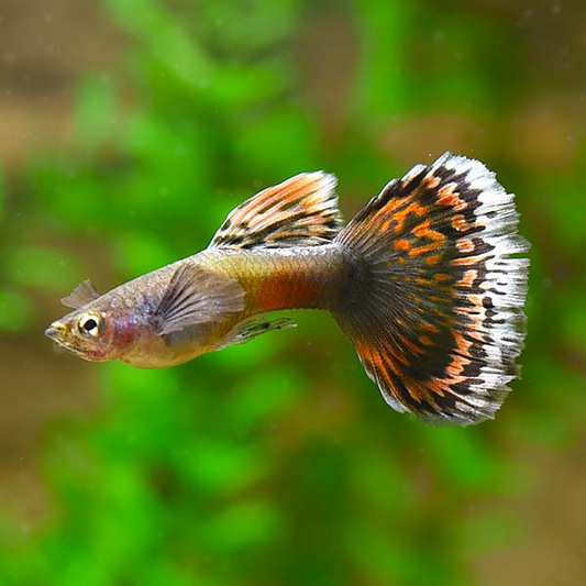🐠 Sold in packs of 8 - Dumbo Ear Guppy Males - Free FedEX Overnight Shipping