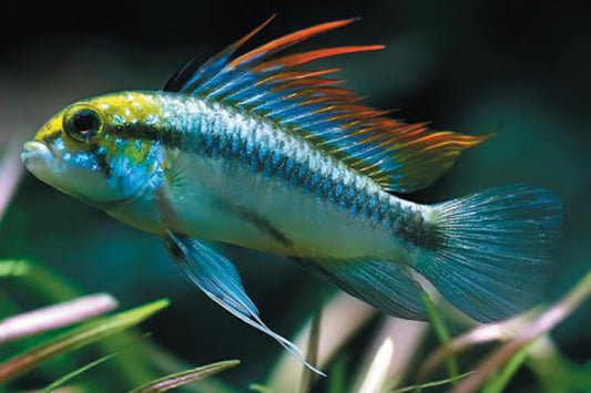 🐠 Sold in packs of 2 - Apistogramma Trifasciatum - Free FedEX Overnight Shipping