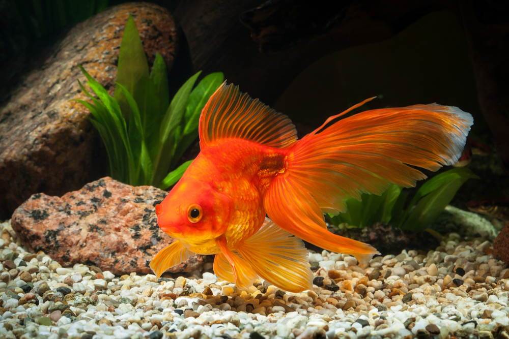 🐠 Sold in packs of 2 - Assorted Butterfly Tail Goldfish - 3" - Free FedEX Overnight Shipping