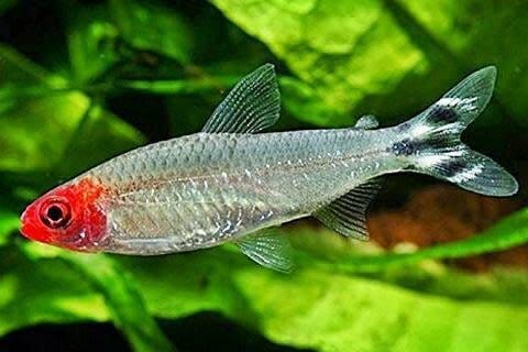 🐠 Sold in packs of 6 - Rummynose Tetra (Medium) - Free FedEX Overnight Shipping
