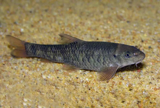 🐠 Sold in packs of 6 - Doctor Fish - Free FedEX Overnight Shipping