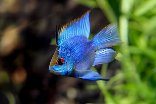 🐠 Sold in packs of 2 - Electric Blue Balloon Ram - Free FedEX Overnight Shipping