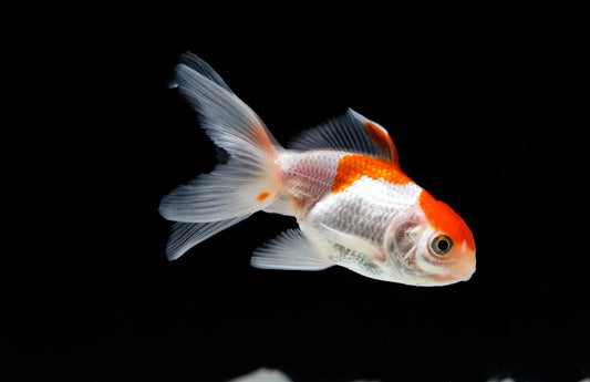 🐠 Sold in packs of 1 - Red & White Oranda Goldfish - 3.75" - Free FedEX Overnight Shipping