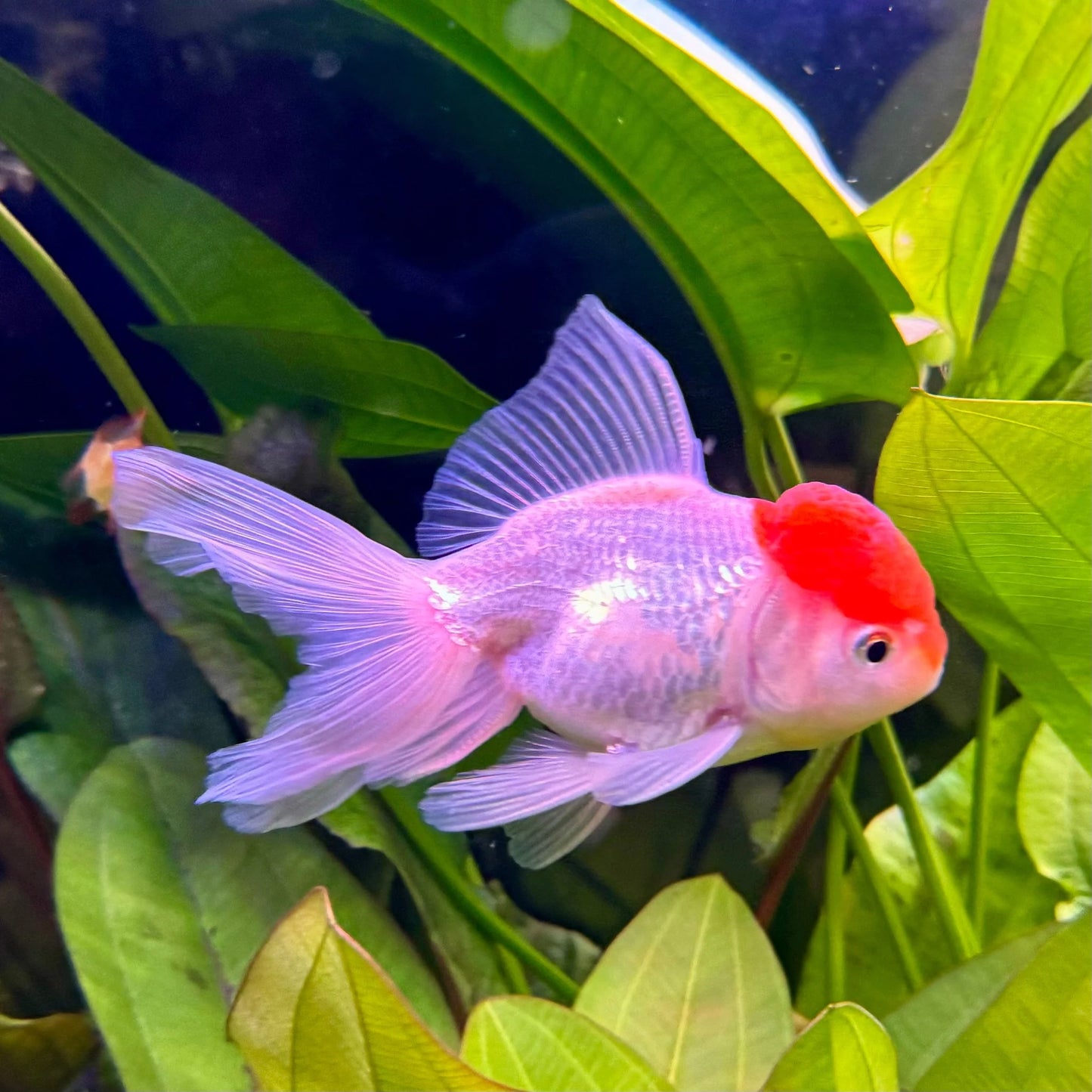 🐠 Sold in packs of 1 - Red Cap Oranda Goldfish - 4-4.5" - Free FedEX Overnight Shipping