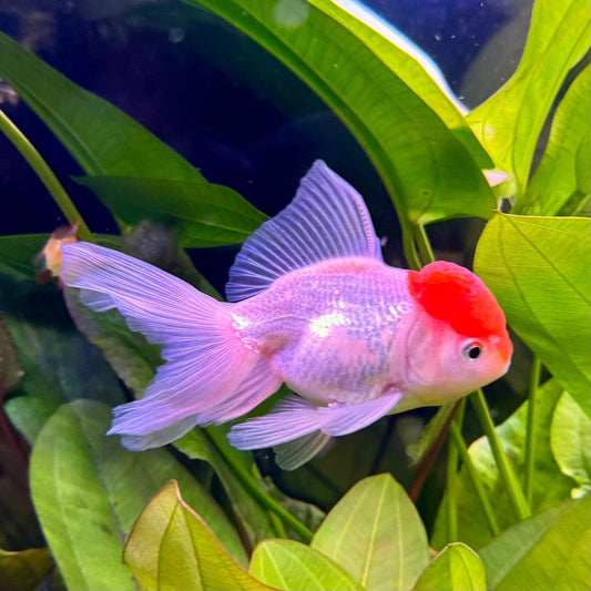 🐠 Sold in packs of 1 - Red Cap Oranda Goldfish - 4-4.5" - Free FedEX Overnight Shipping